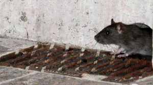 Una rata junto a un husillo.