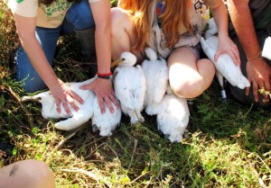 Voluntarios medioambientales anillando crías de Espátula