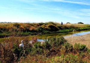Cría de Espátula esperando a sus progenitores