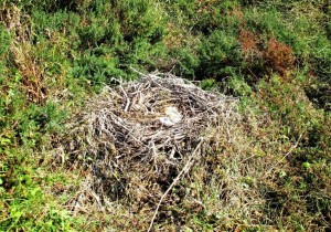 Nido de Espátula en pleno Parque Natural