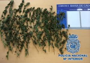 2014-10-14 San Fernando Marihuana5