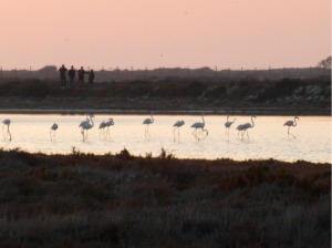 Excursionistas observan una bandada de flamencos en Río Arillo.