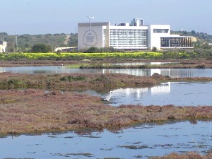 garza real entre las marismas, al fondo, el Centro de Interpretación del parque natural Bahía de Cádiz.