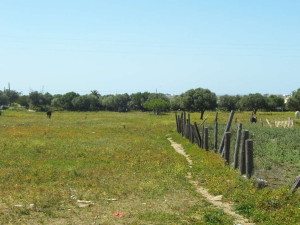 Últimos pastizales con acebuches en el Pedroso.