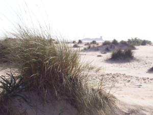 Barrón con la isla de Sancti Petri al fondo