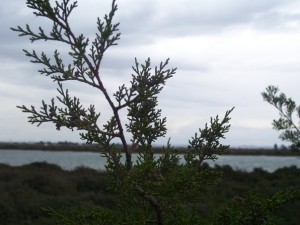 Ejemplar de enebro marítimo.