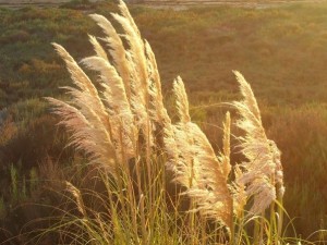 Ejemplar de Hierba de la Pampa en el paseo marítimo de Bahía Sur.
