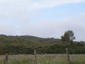 Eucalipto Rojo sobresale en medio del alcornocal de Junco Real (Medina Sidonia).