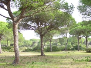Pinares de la Barrosa, probablemente, producto de una repoblación.