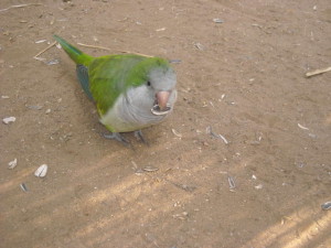 Cotorrita Argentina, especie invasora en la vecina ciudad de Cádiz.