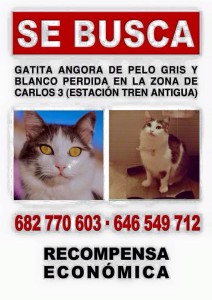 Desaparecida la gata Pelusa.