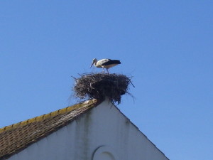 Cigüeña en su nido.