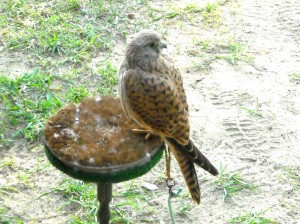 Ejemplar de hembra de cernícalo primilla.
