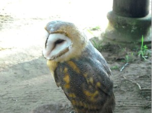 Ejemplar de lechuza común.