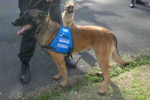 Colaborando con la policía.