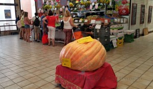 calabaza