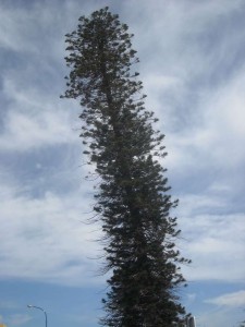 Araucaria del Castillito, de enorme altura.