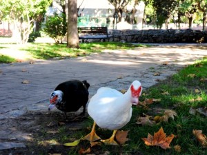 Patos excursionistas.
