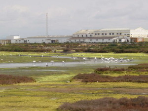 Variedad y abundancia de aves (espátulas, garcetas...) en la primavera de 2.009 en un estero de Camposoto.