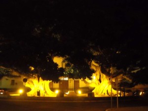 Ficus de La Caleta de Cádiz, iluminados como cualquier monumento.