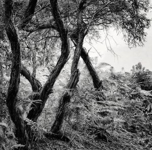 Una de las imágenes de la muestra.