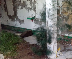 Ejemplar de casuarina joven crece entre varias especies vegetales que han invadido esta edificación abandonada.