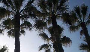 Grupo adulto de Washigtonias, palmera californiana que ha mostrado una excelente capacidad de adaptación a nuestra tierra.