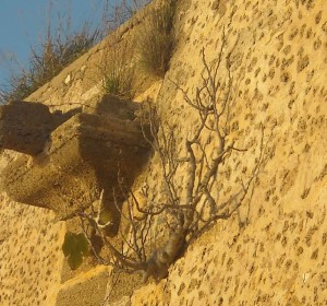 La vegetación invade los muros de la fortaleza de Punta Cantera.