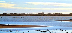 Flamencos en el Parque Natural.