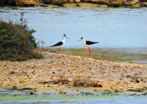 Pareja de cigüeñuelas, ave típica de la zona.