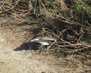Muchas aves son miméticas con el suelo, por lo que el riesgo de pisarlas es importante.
