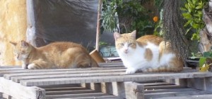 No hay pueblo o ciudad, que en sus rincones no se encuentren animales abandonados, no obstante, los gatos se adaptan mejor a la vida en la "calle".