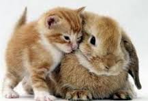 Gato y Conejo también son mascotas.