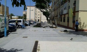 El Castillo de San Fernando, árbol caido