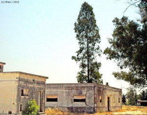 El eucalipto sobre la cubierta del cuartel. Fotografía del autor.