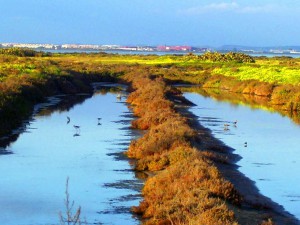 Los tajos de las antiguas salinas perviven entre el paisaje y permiten la supervivencia de muchas especies.