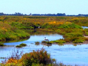 Salina naturalizada con el abandono. En el centro una espátula, estrella del Parque.